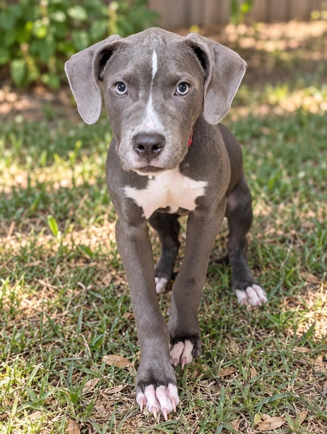 Enlarge Bravo, a Adoptable mixed breed in Baton Rouge, LA image 1/3