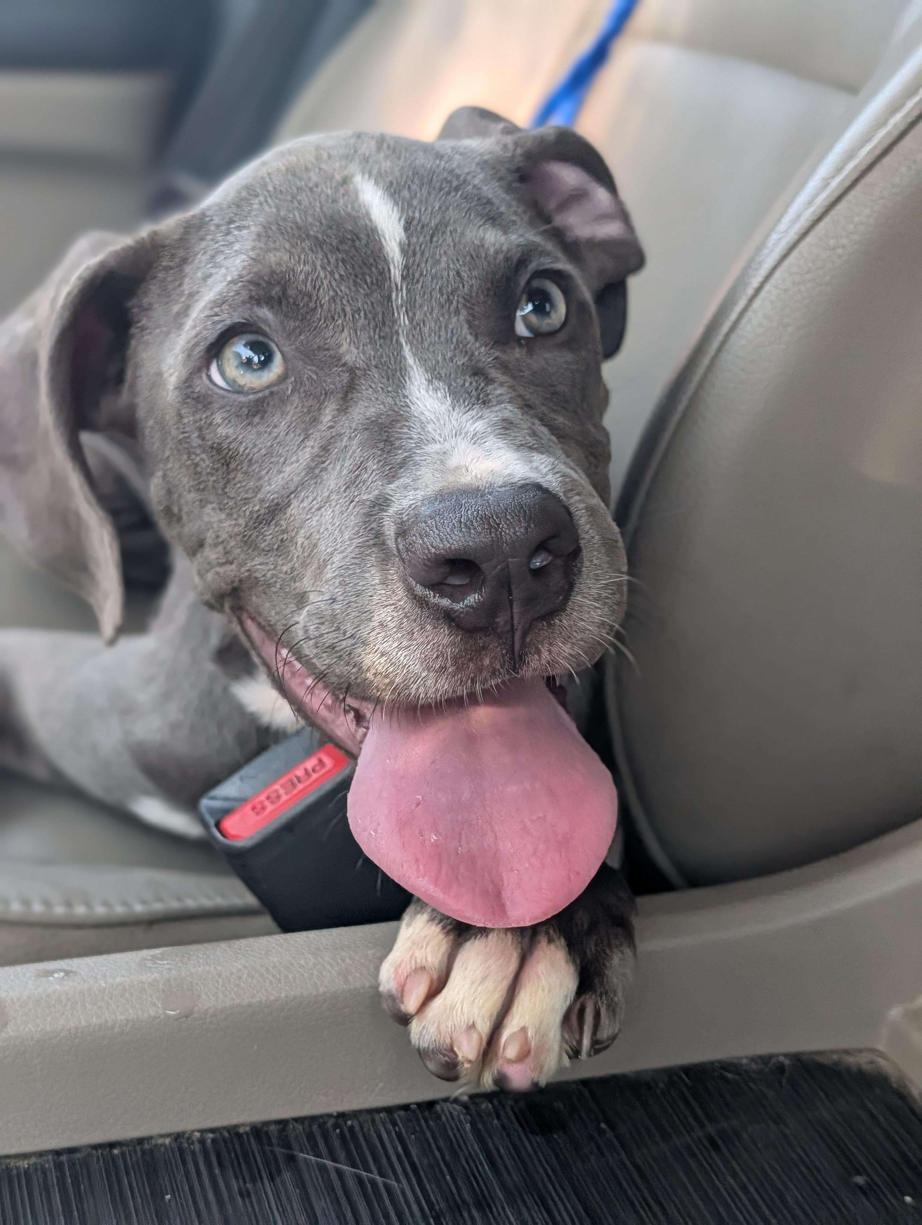 Enlarge Bravo, a Adoptable mixed breed in Baton Rouge, LA image 2/3