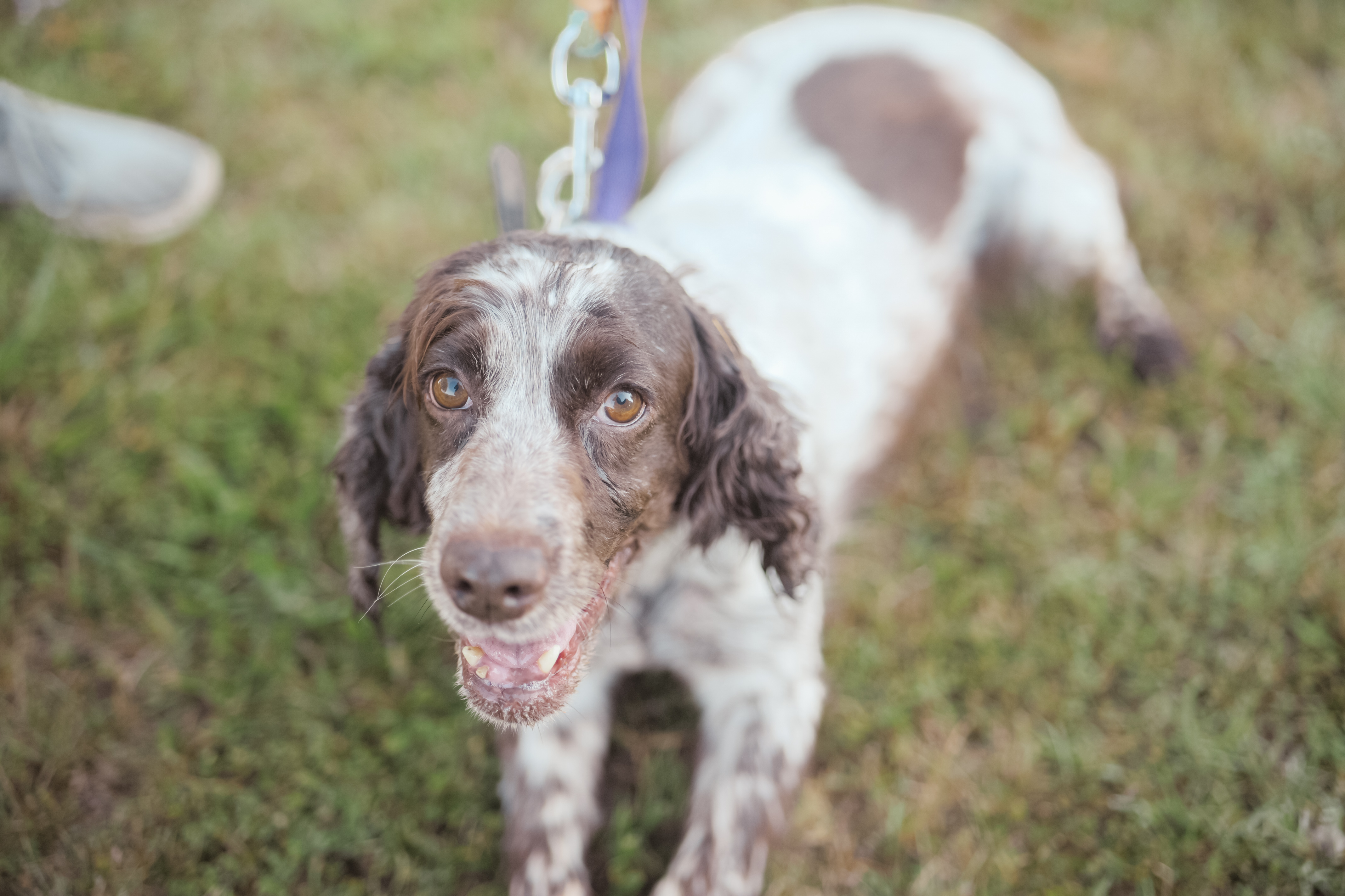 Enlarge Thelma - Transport, a Adoptable English Springer Spaniel in Washington, PA image 4/5