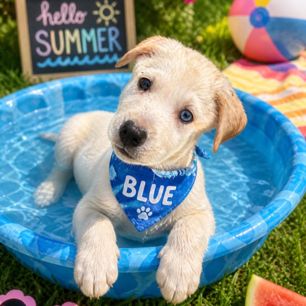 Blue, a Adoptable mixed breed in Baton Rouge, LA image 1/6