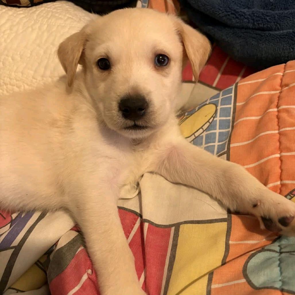 Blue, a Adoptable mixed breed in Baton Rouge, LA image 2/6
