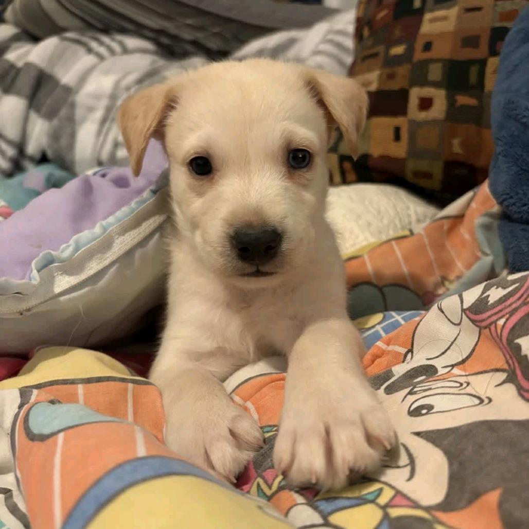 Blue, a Adoptable mixed breed in Baton Rouge, LA image 4/6