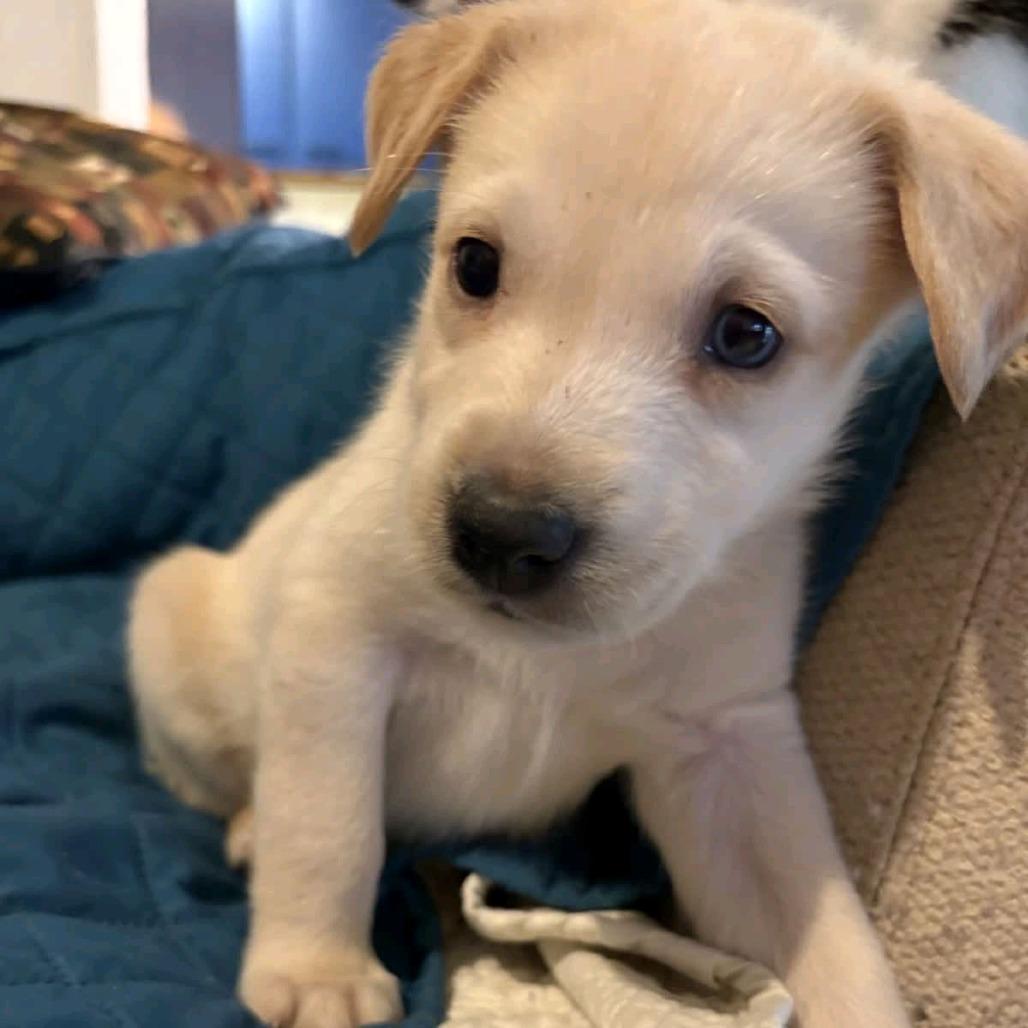 Blue, a Adoptable mixed breed in Baton Rouge, LA image 6/6