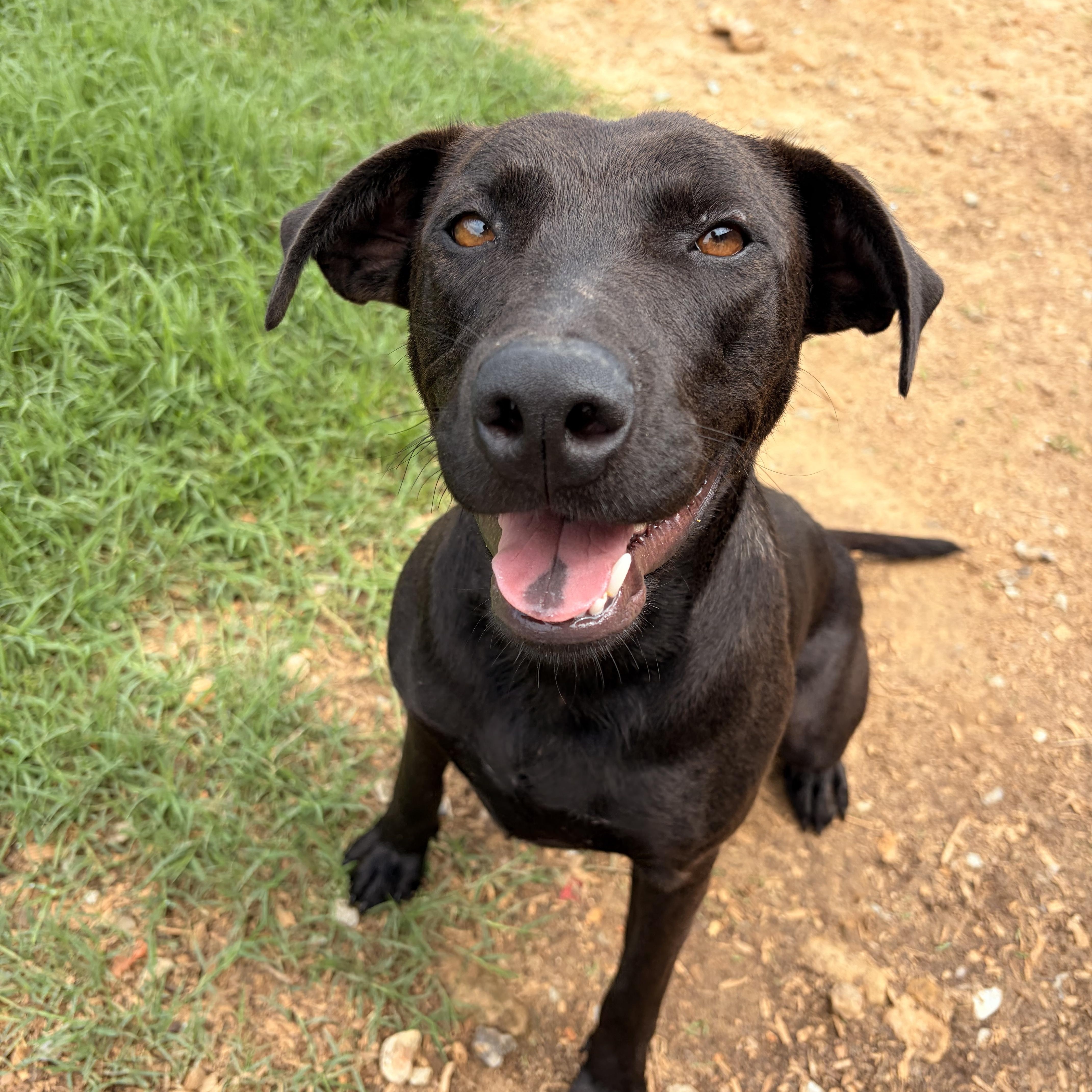 Enlarge Molly, a ADOPTABLE mixed breed in Melbourne, AR image 4/5