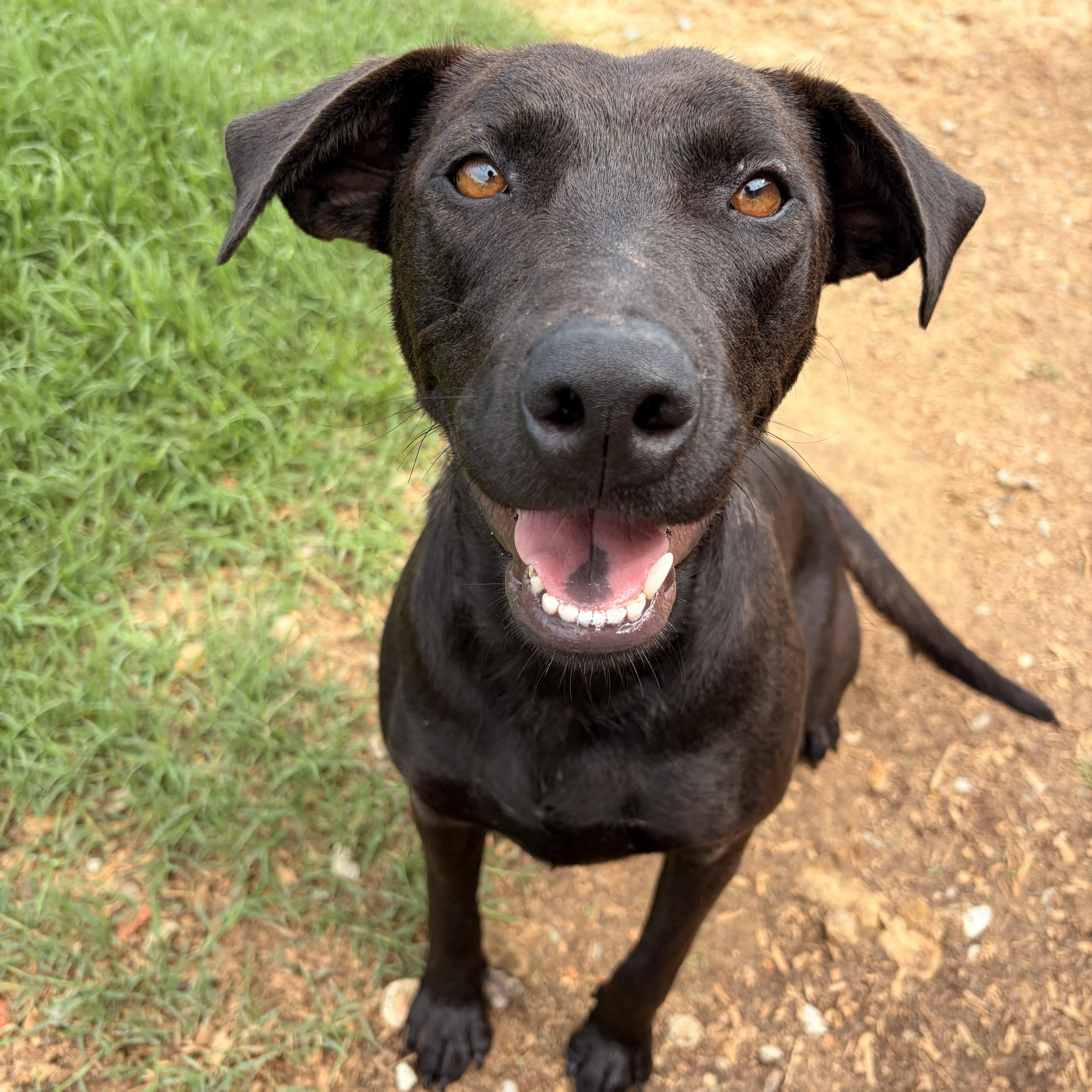 Enlarge Molly, a ADOPTABLE mixed breed in Melbourne, AR image 1/5