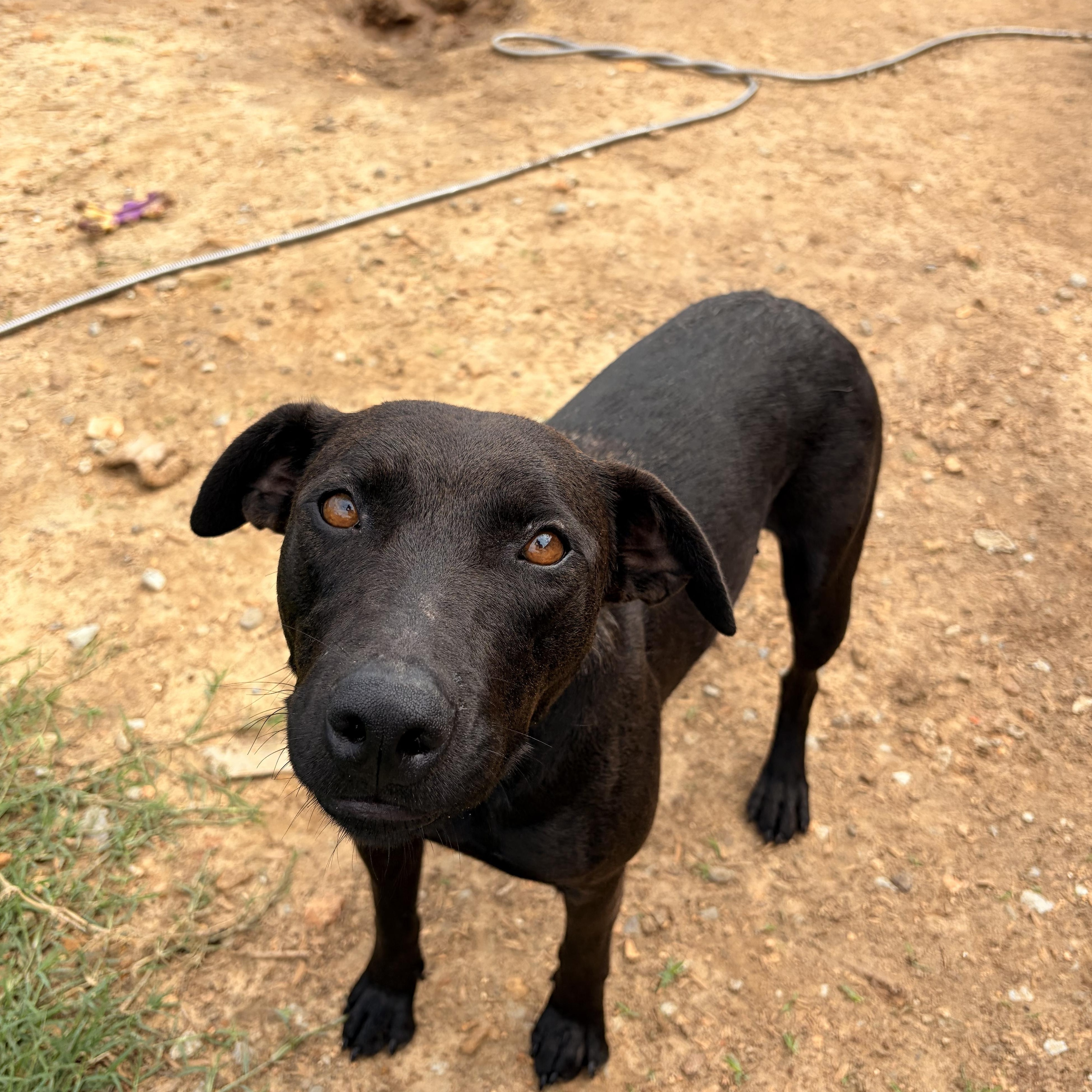 Enlarge Molly, a ADOPTABLE mixed breed in Melbourne, AR image 2/5