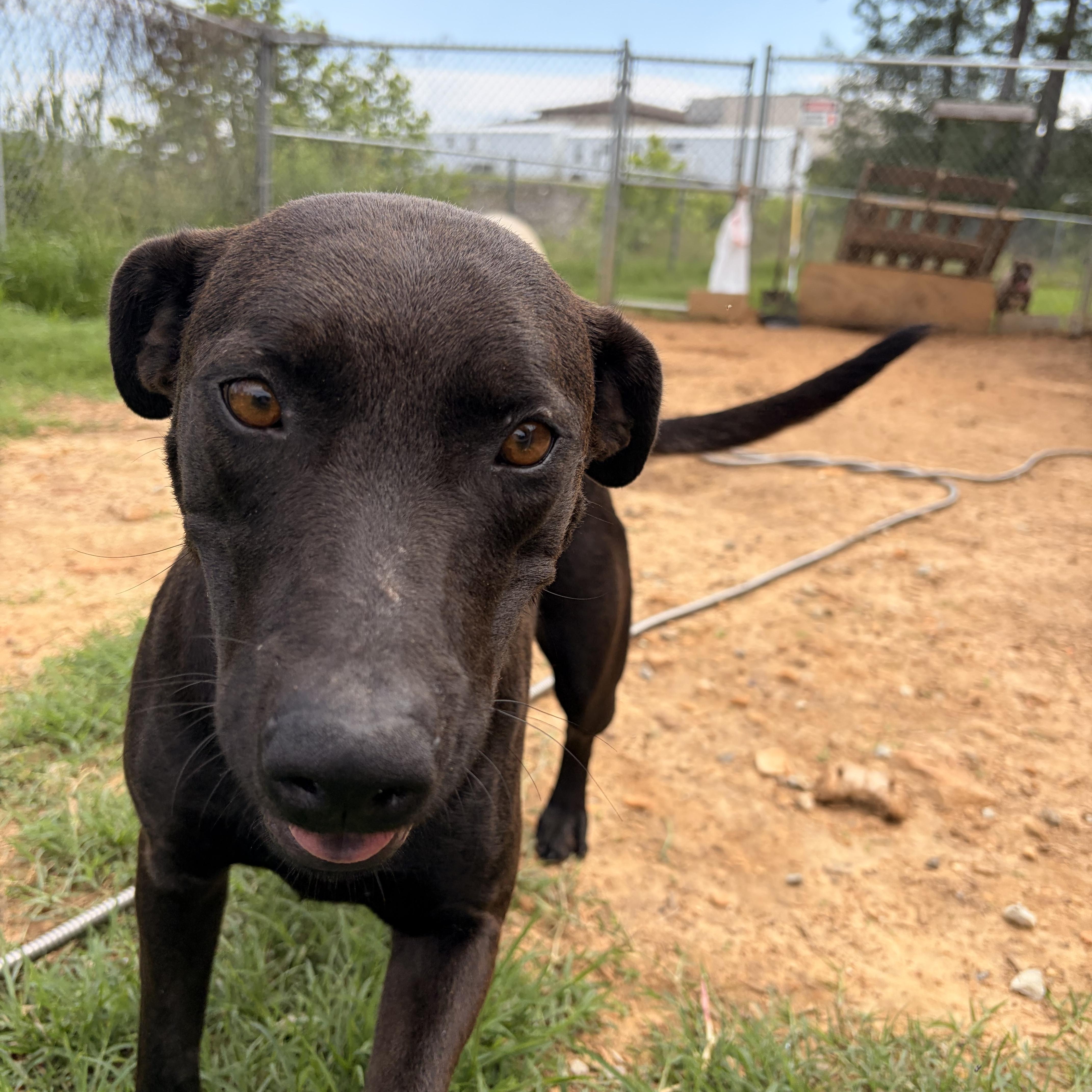 Enlarge Molly, a ADOPTABLE mixed breed in Melbourne, AR image 3/5