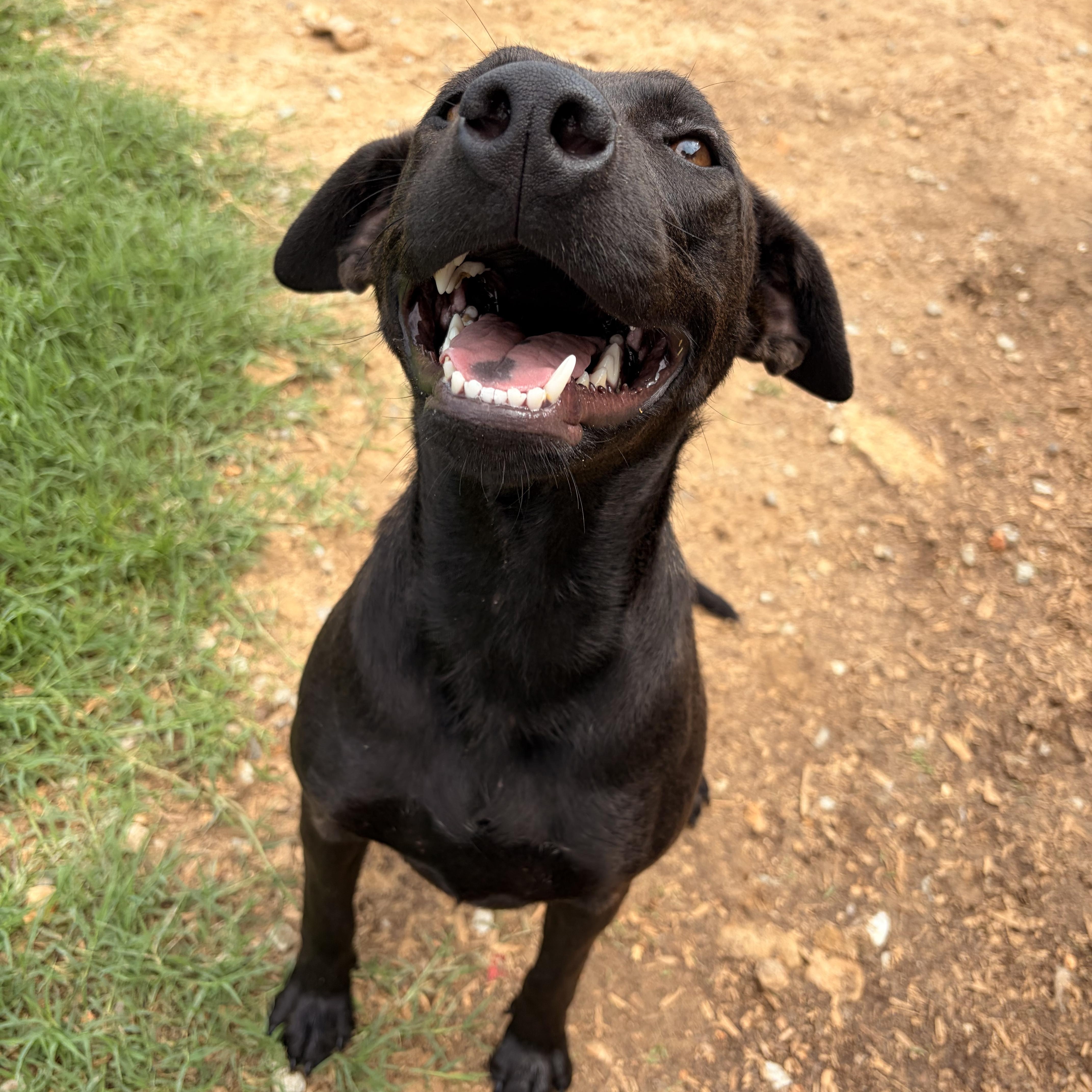 Enlarge Molly, a ADOPTABLE mixed breed in Melbourne, AR image 5/5