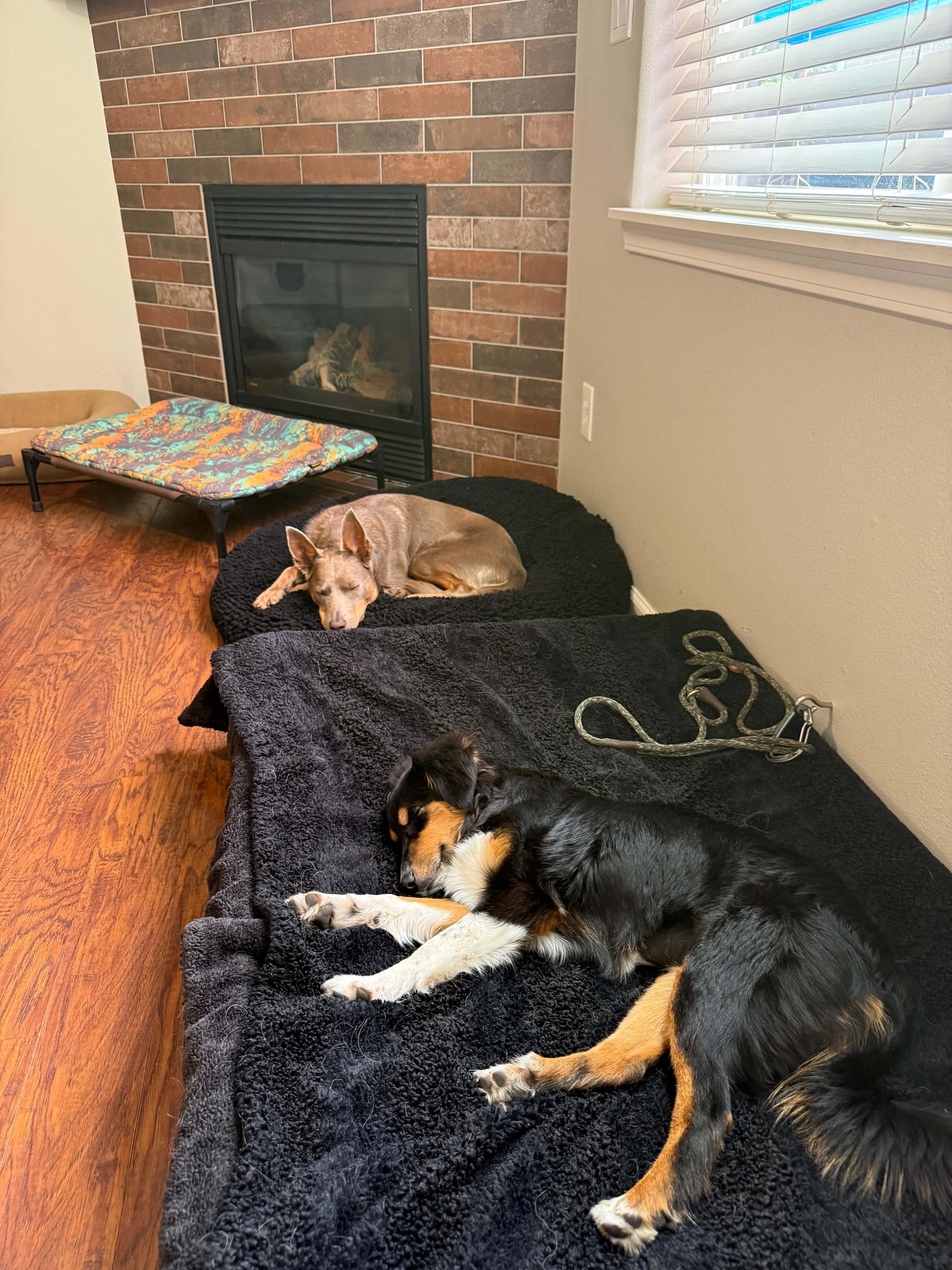 Nellie, an adopted Australian Shepherd in Bend, OR image 3/6
