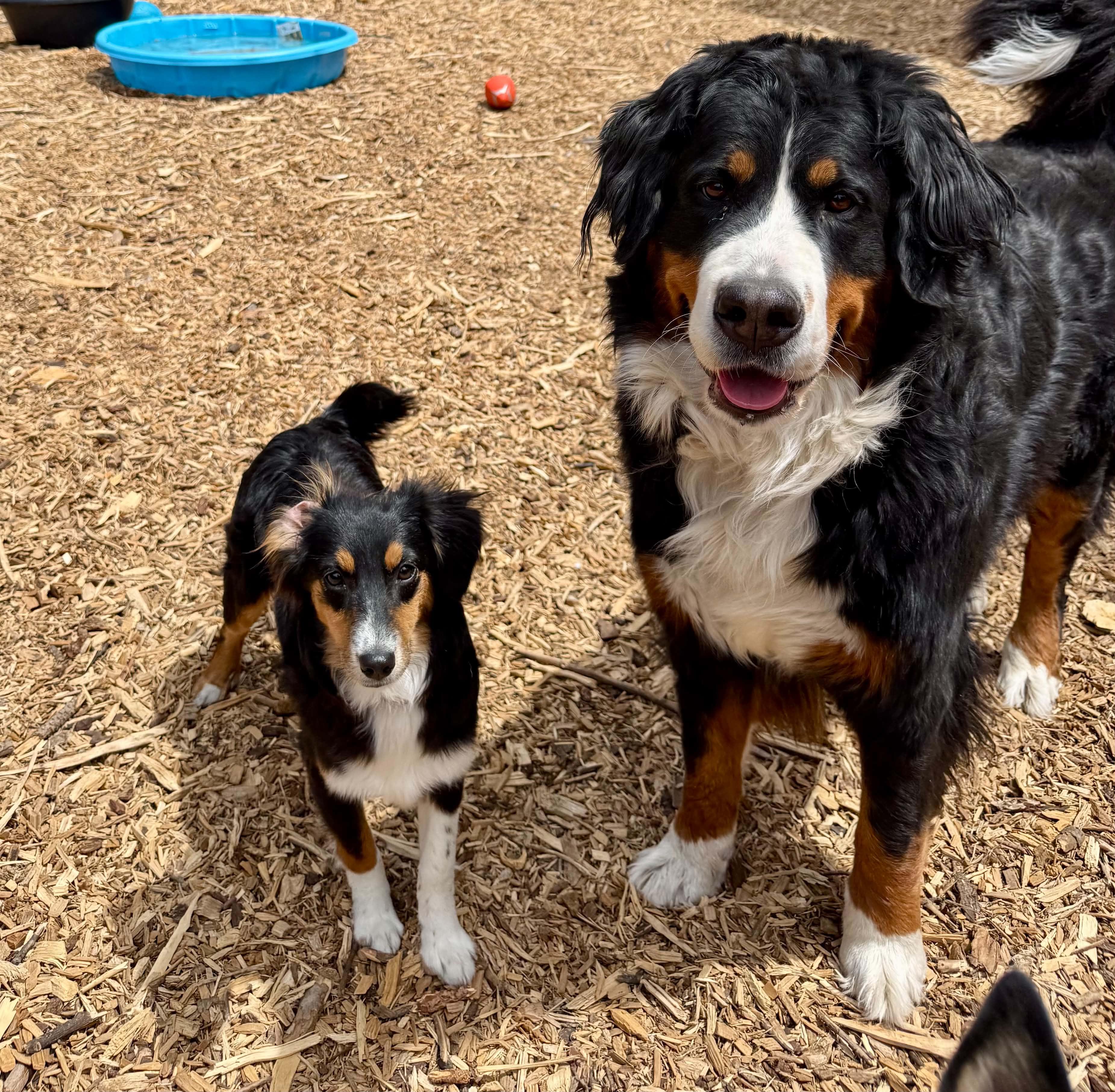 Nellie, an adopted Australian Shepherd in Bend, OR image 5/6