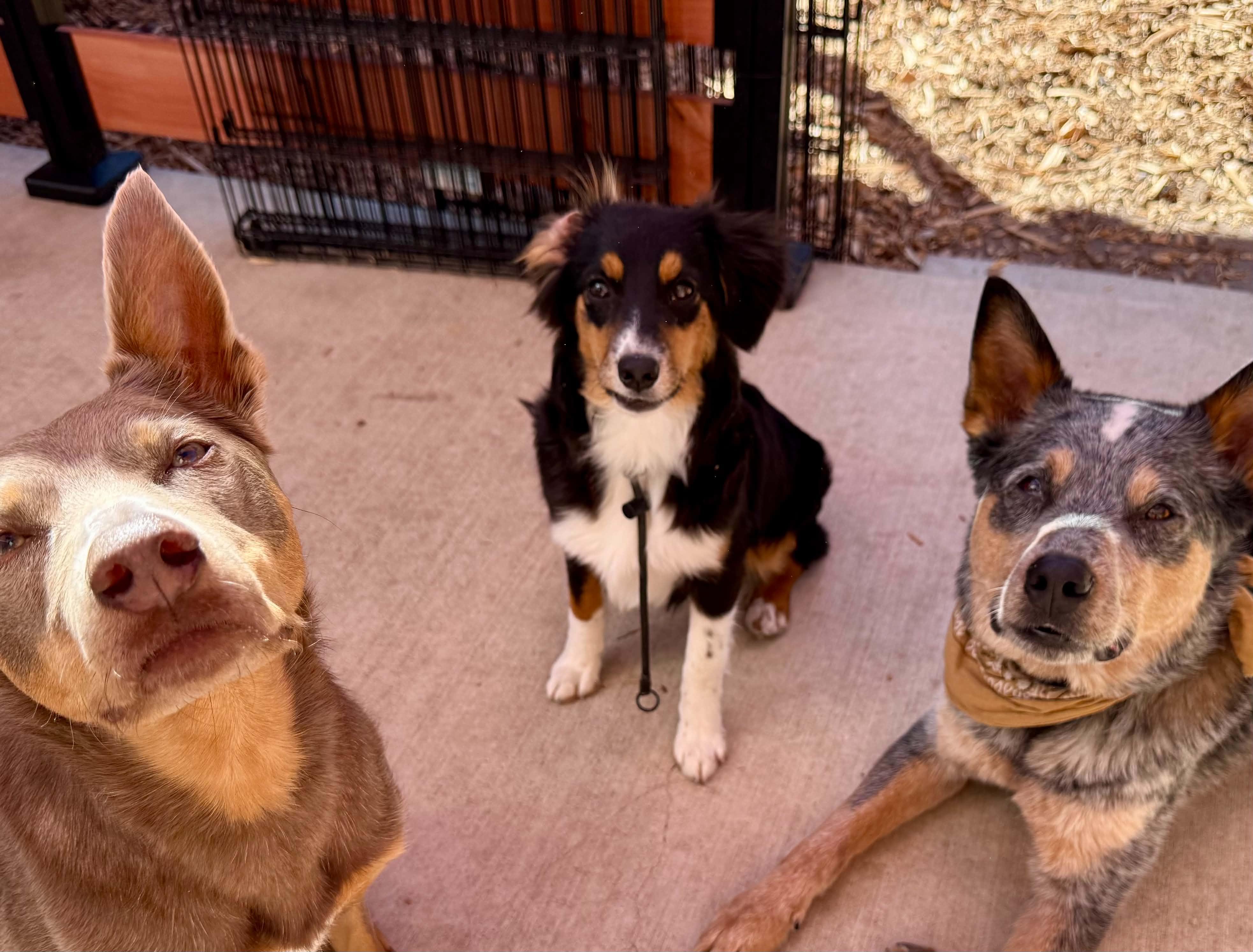 Nellie, an adopted Australian Shepherd in Bend, OR image 6/6