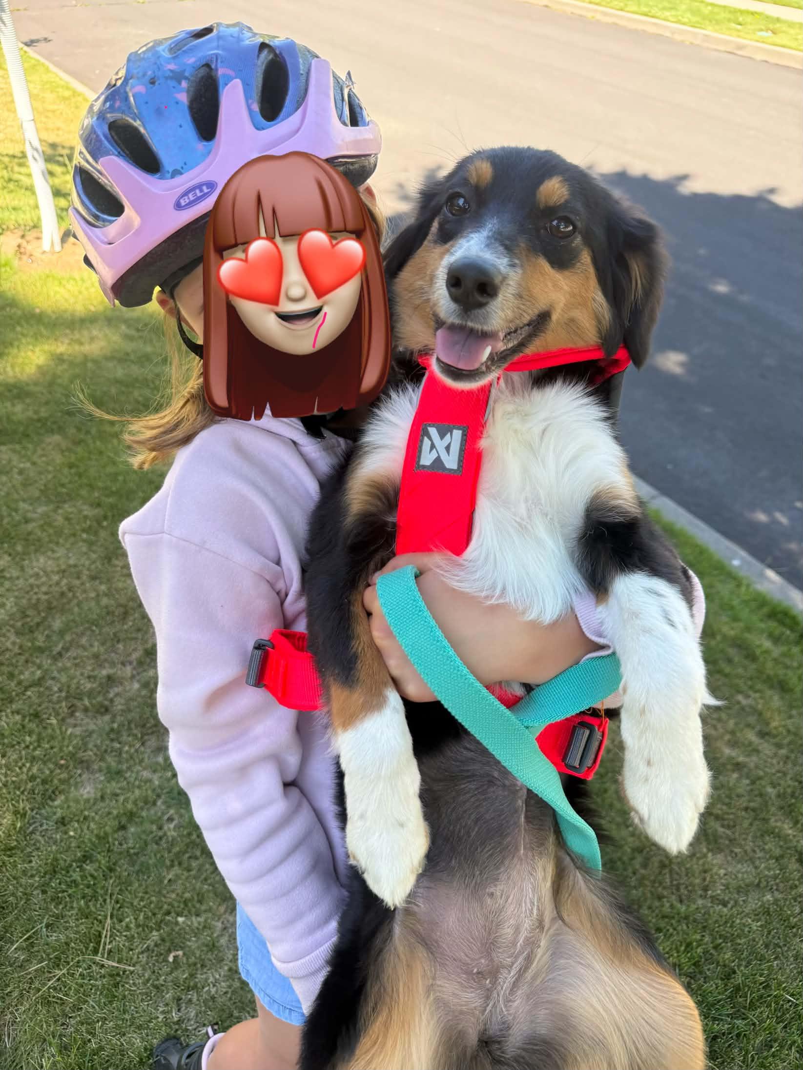 Nellie, an adopted Australian Shepherd in Bend, OR image 2/6