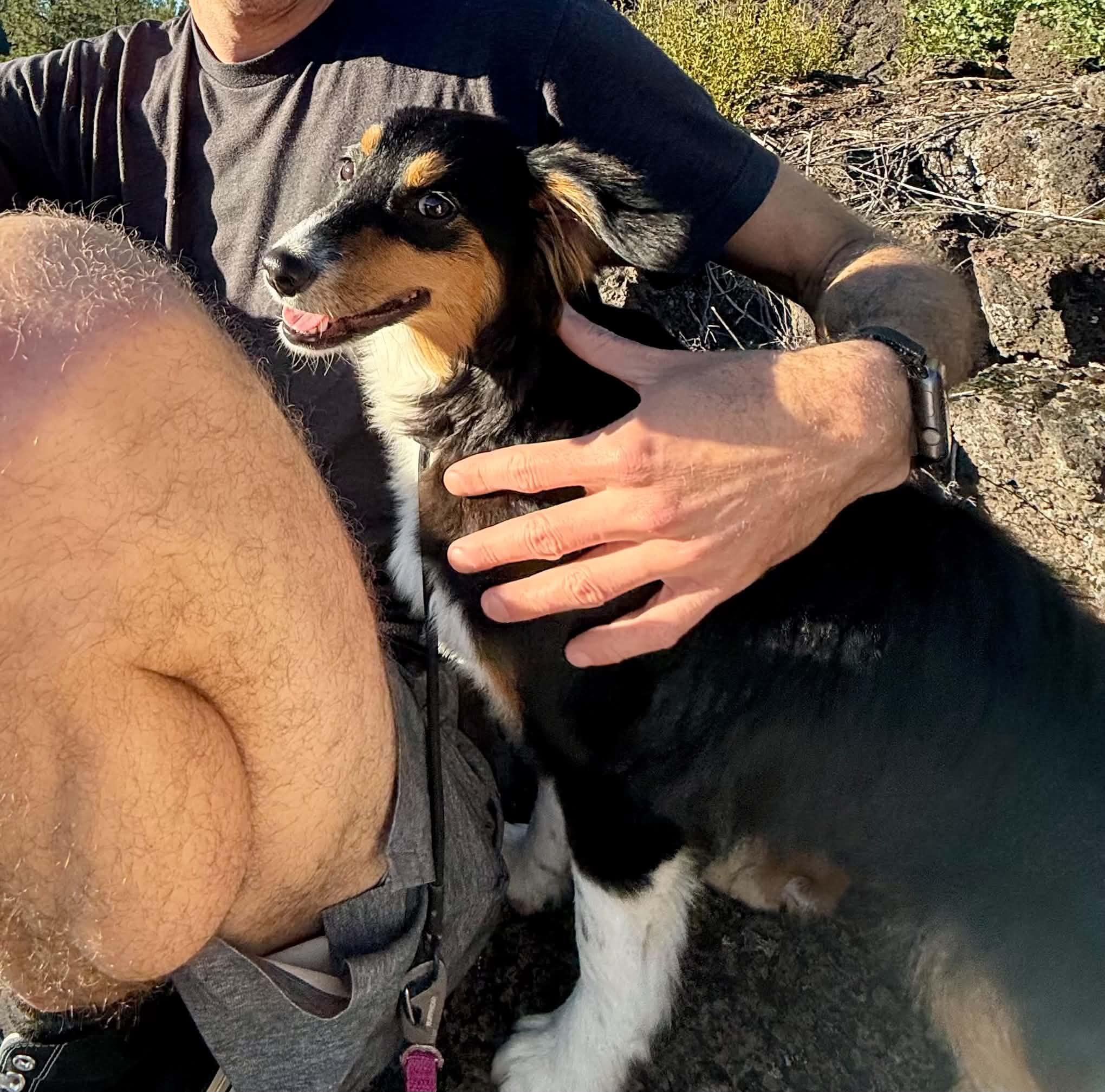 Nellie, an adopted Australian Shepherd in Bend, OR image 1/6