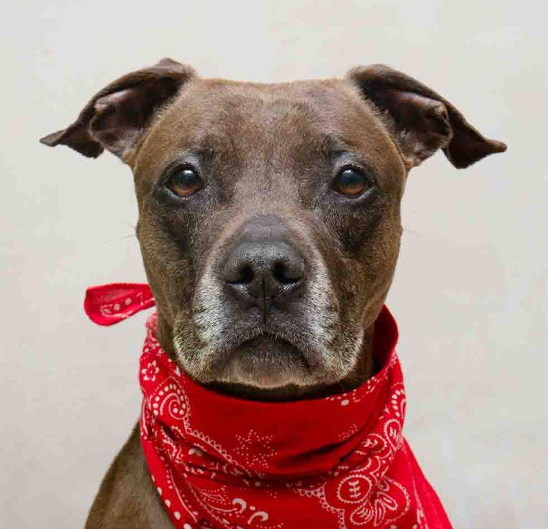 Nas, ADOPTABLE, Adult Male Terrier.