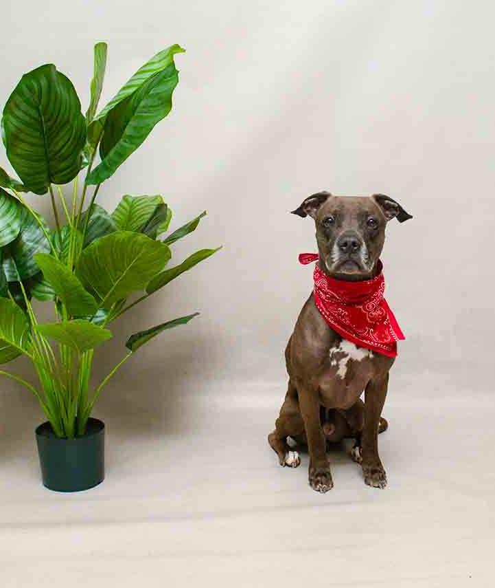 Enlarge Nas, a ADOPTABLE mixed breed in Sanford, FL image 2/3