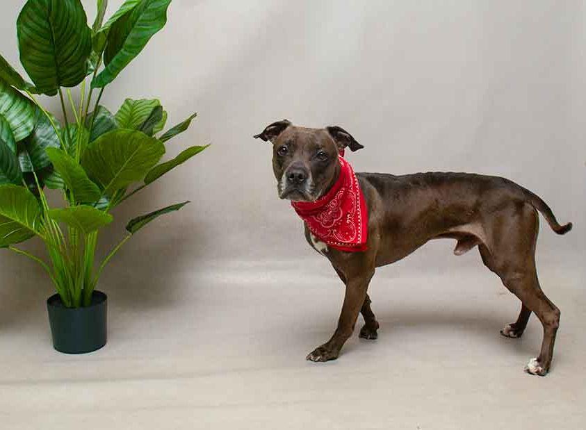 Enlarge Nas, a ADOPTABLE mixed breed in Sanford, FL image 3/3