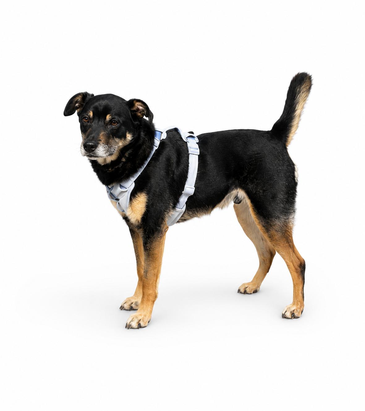 Enlarge Salba, a ADOPTABLE Shepherd in Waldorf, MD image 1/3