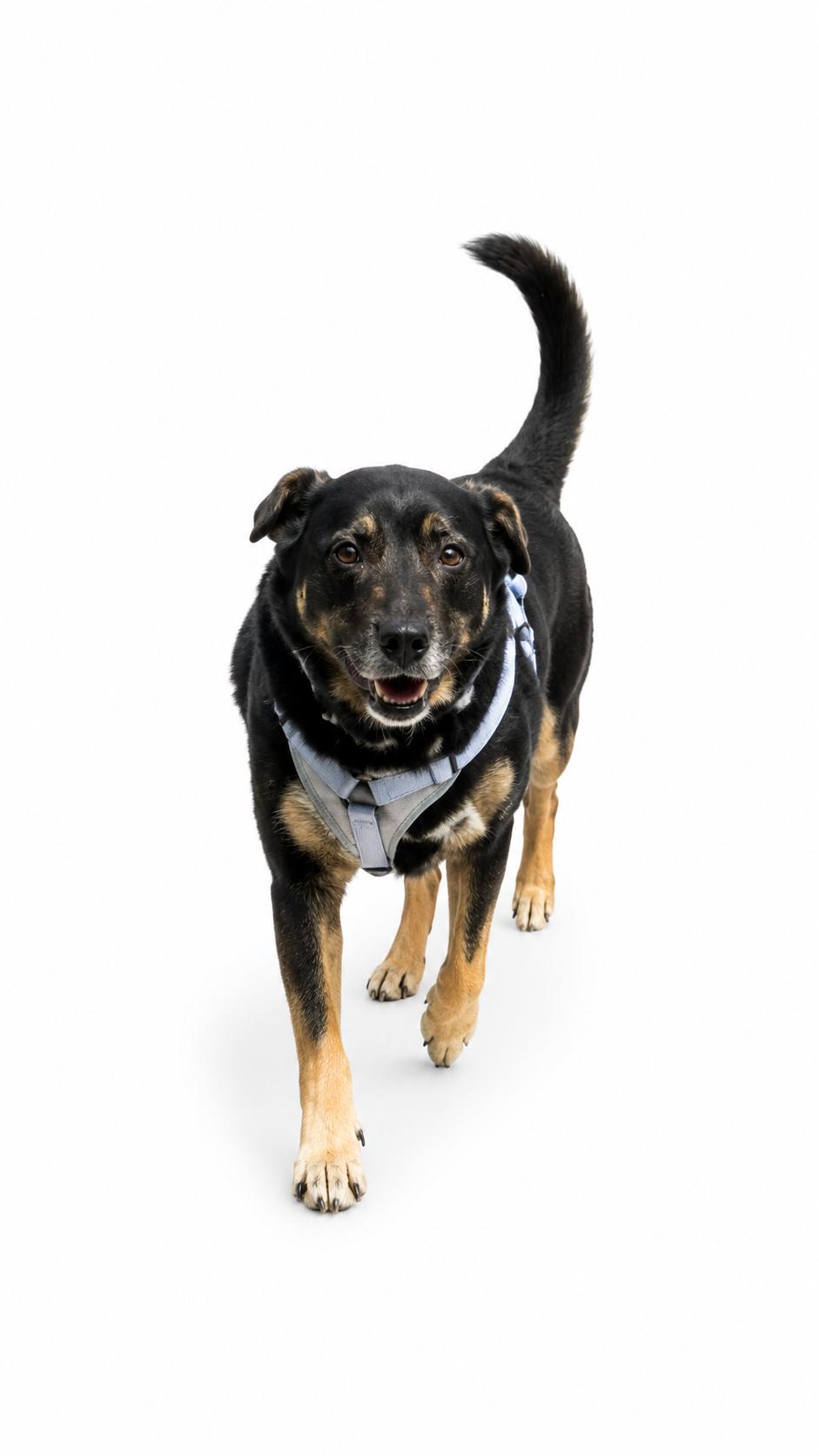 Enlarge Salba, a ADOPTABLE Shepherd in Waldorf, MD image 3/3