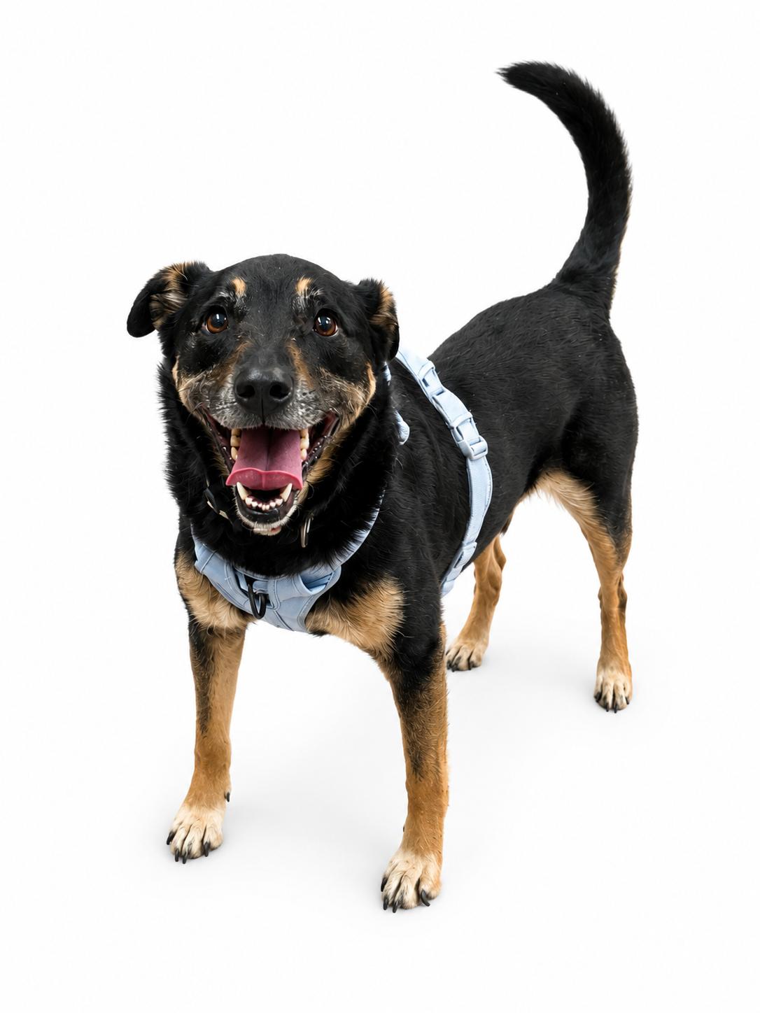 Enlarge Salba, a ADOPTABLE Shepherd in Waldorf, MD image 2/3