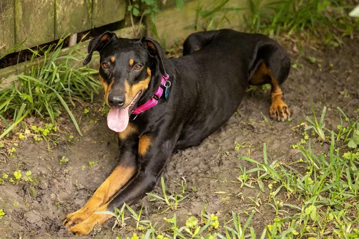 Enlarge Carmilla, a Adoptable Doberman Pinscher in Ridgefield , NJ image 1/4