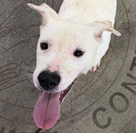 Tawny, Adoptable, Young Female Pointer.