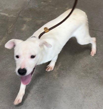 Enlarge Tawny, a Adoptable Pointer in Carrollton, GA image 2/3