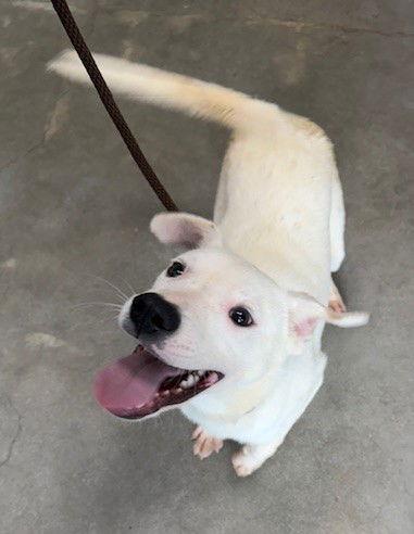 Enlarge Tawny, a Adoptable Pointer in Carrollton, GA image 3/3