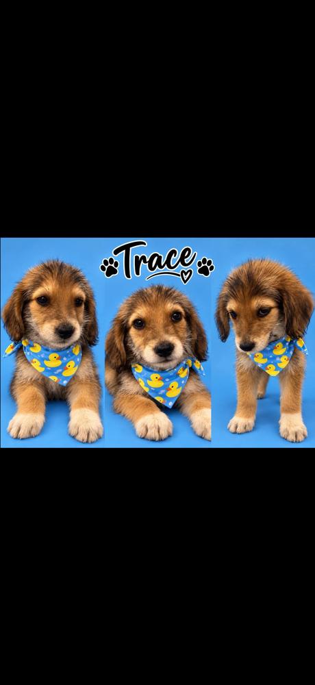 Enlarge Trace, a Adoptable mixed breed in Cheektowaga, NY image 1/2