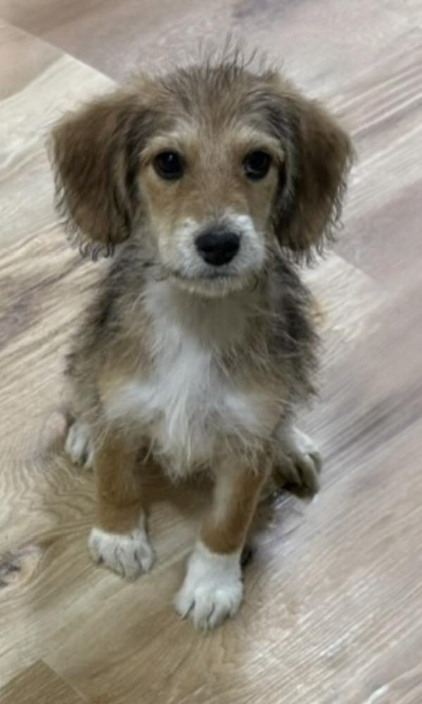 Enlarge Trace, a Adoptable mixed breed in Cheektowaga, NY image 2/2