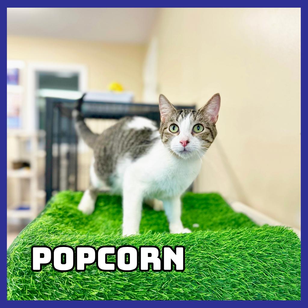 Popcorn, Adoptable, Young Male Domestic Short Hair.