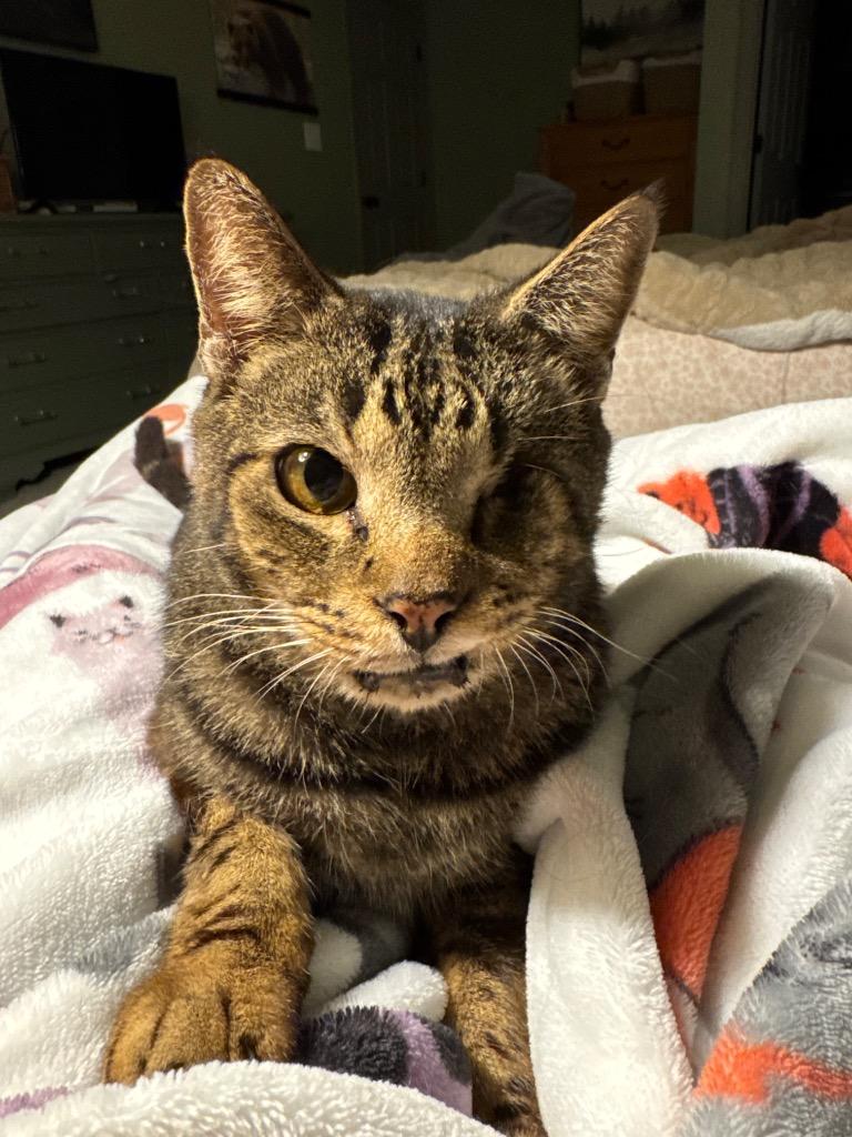 *Pirate, Adoptable, Senior Male Domestic Short Hair.