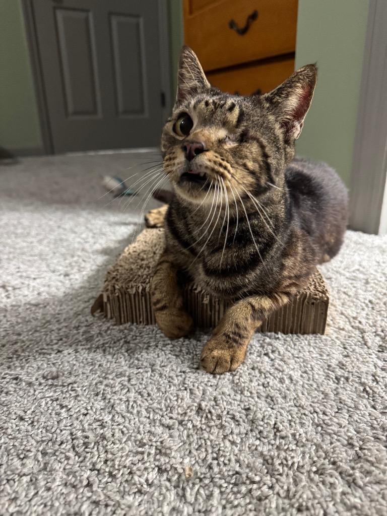 Enlarge *Pirate, a Adoptable mixed breed in Newnan, GA image 3/3