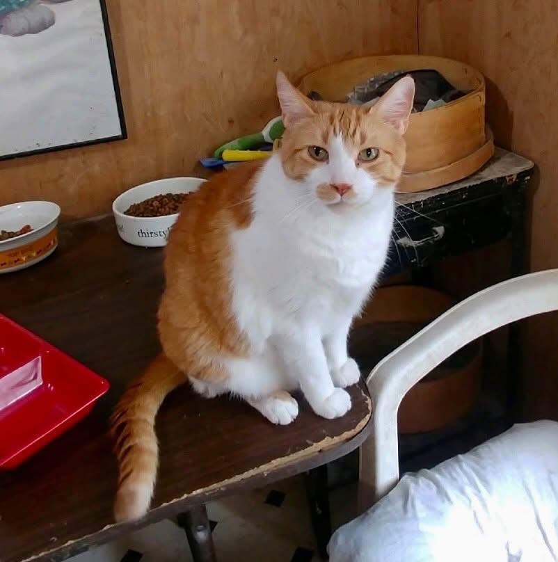 Pootie, ADOPTABLE, Adult Male Siberian & American Shorthair.