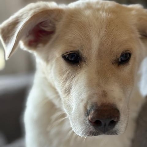 Barnaby, a Adoptable mixed breed in Morden, MB image 2/4