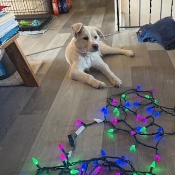 Barnaby, a Adoptable mixed breed in Morden, MB image 3/4