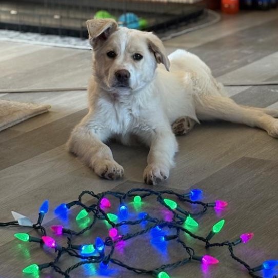 Barnaby, a Adoptable mixed breed in Morden, MB image 1/4