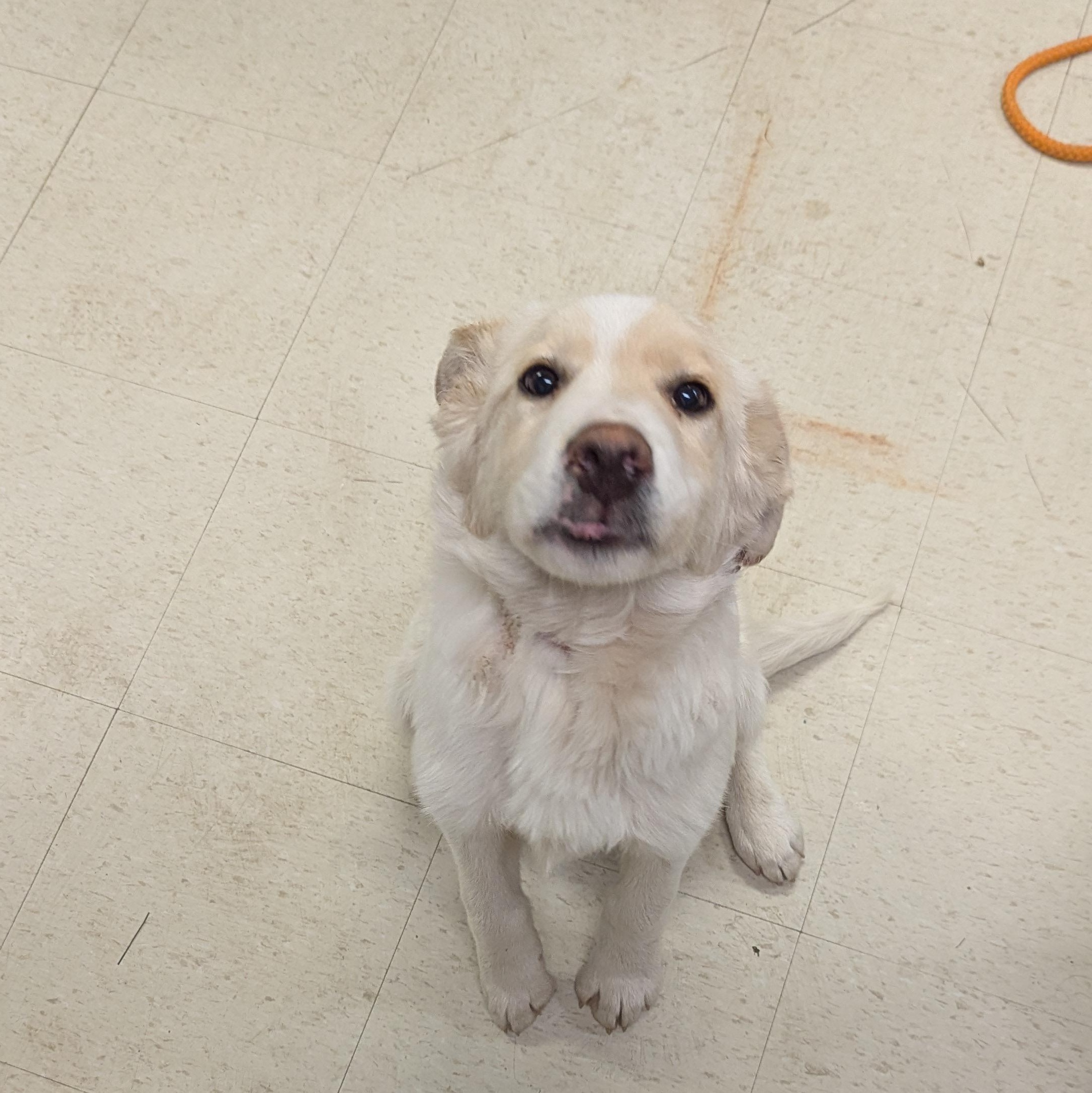 Barnaby, a Adoptable mixed breed in Morden, MB image 4/4