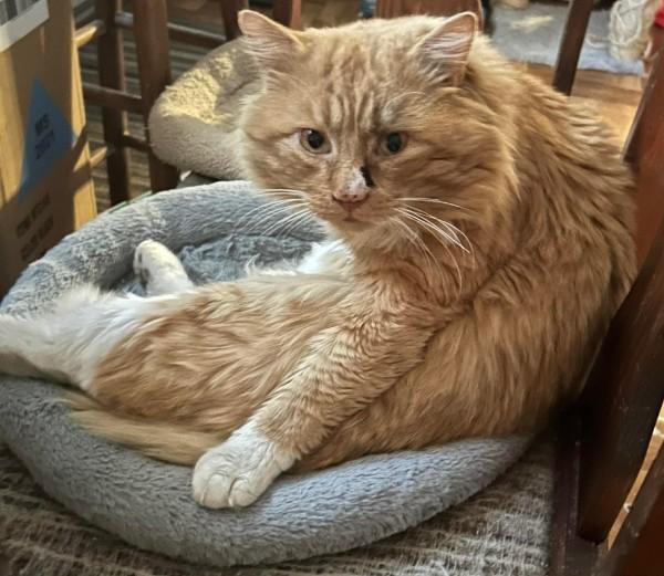 Enlarge Ollie , an adopted Domestic Medium Hair in Norwalk, CT image 2/3