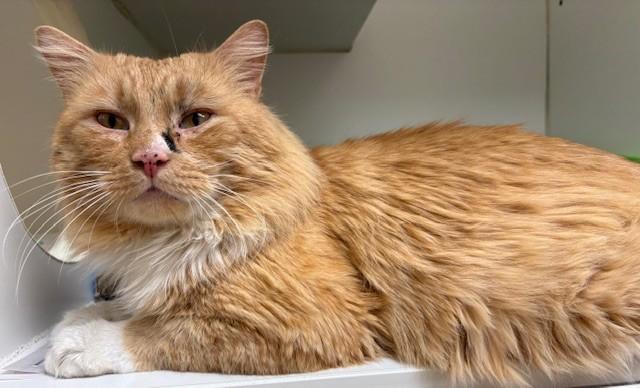 Enlarge Ollie , an adopted Domestic Medium Hair in Norwalk, CT image 3/3