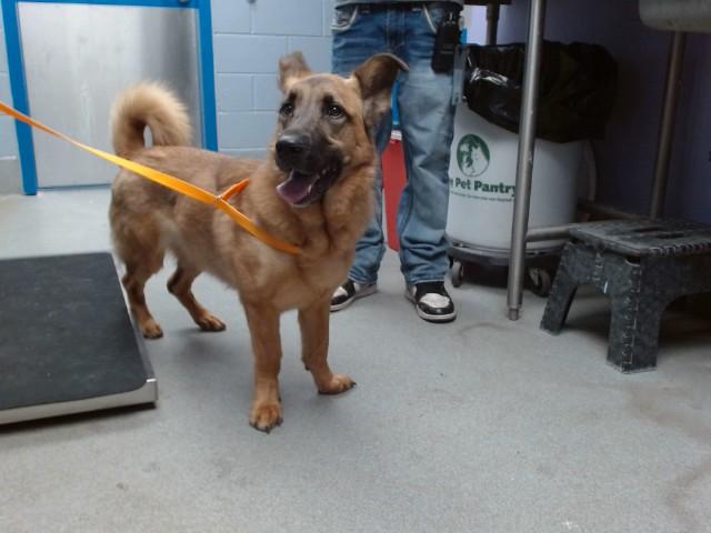 Enlarge BELLE, a Adoptable mixed breed in Albuquerque, NM image 1/1