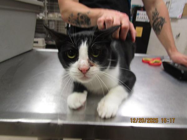 Enlarge Harmony (626), a Adoptable mixed breed in Marietta, GA image 1/1