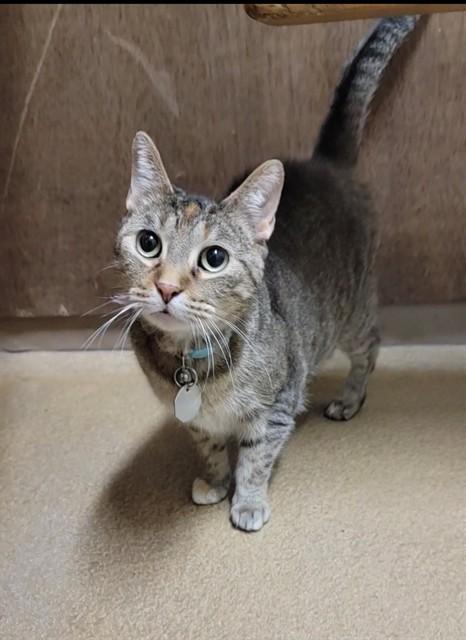 JANIE, Adoptable, Adult Female Domestic Short Hair.