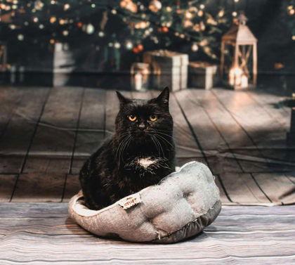 Aries, Adoptable, Adult Female Domestic Short Hair.