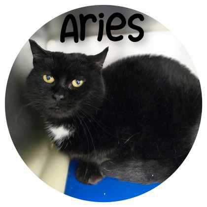Aries, a Adoptable Domestic Short Hair in Sullivan, IN image 2/2