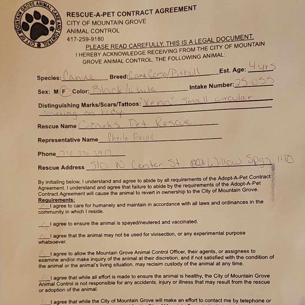 Enlarge Xena, a Adoptable mixed breed in West Plains, MO image 1/5