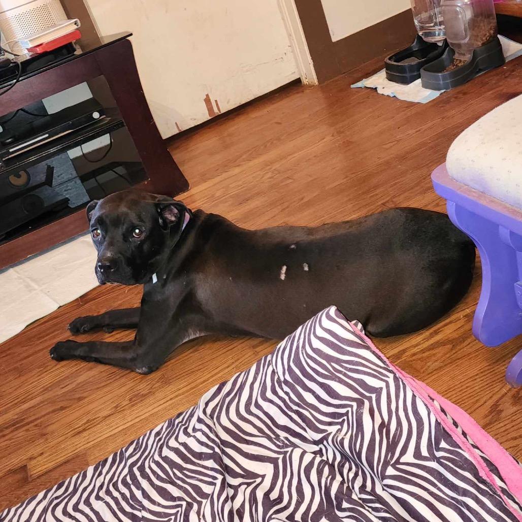 Enlarge Xena, a Adoptable mixed breed in West Plains, MO image 2/5