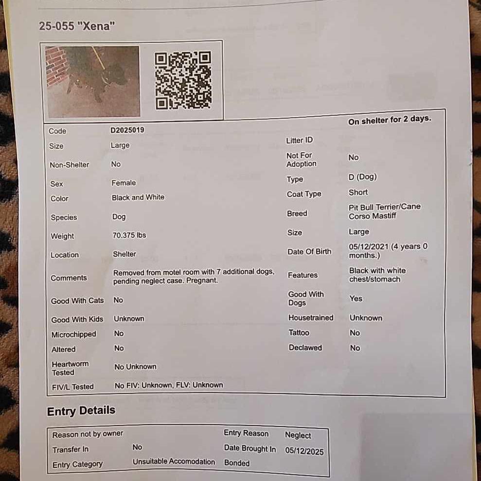 Enlarge Xena, a Adoptable mixed breed in West Plains, MO image 3/5