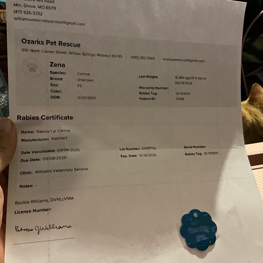 Enlarge Xena, a Adoptable mixed breed in West Plains, MO image 4/5