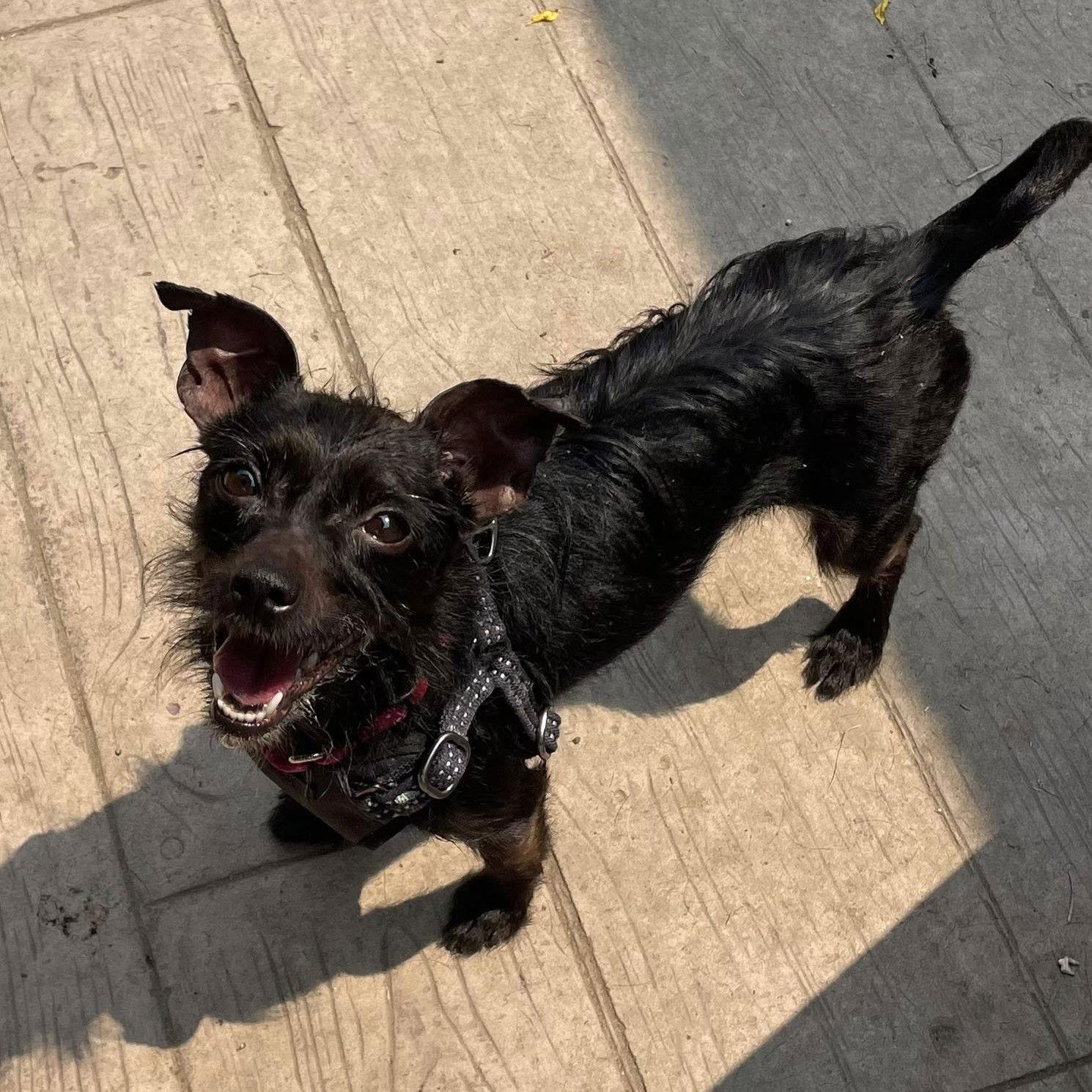 Suzy Q, Adoptable, Adult Female Chihuahua.