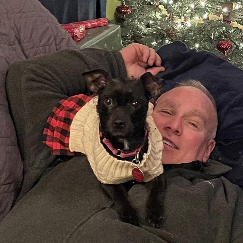 Suzy Q, Adoptable, Adult Female Chihuahua.